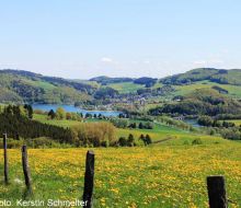 Im Vordergrund eine Wiese mit Löwenzahn, im Hintergrund Teile des Diemelsees