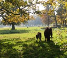 Wisentkuh mit Kalb im Tierpark Sababurg Hofgeismar