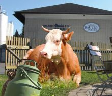 Eine Kuh liegt auf der Wiese vor dem Milchmuseum