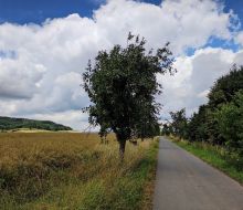 gepflasterte Diemelradweg vor Dienmelstadt-Wethen