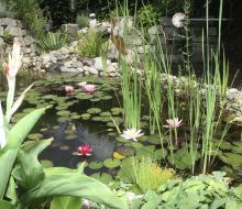 Gartenteich Pension Famosschlafen Warburg