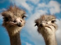 Foto von Straußen