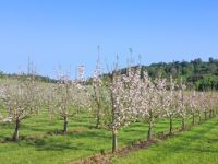 Blick auf bluehende Apfelbaeume in Billinghausen, Foto: Touristik Service Waldeck-Ederbergland GmbH