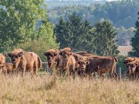 Wisente im Naturerlebnisgebiet Hardehausen, Foto: Warburg-Touristik e.V.